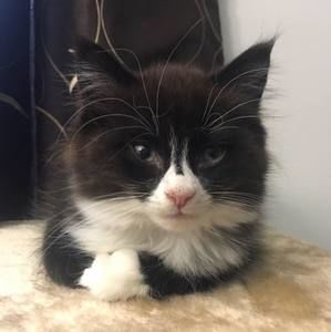 Meet your Posher, Deanna